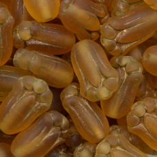 Contas de Murano Tulipa Topaz 10060 10x8mm